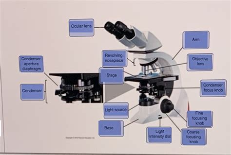 Solved Part C Identify The Parts Of The Compound Light Microscope