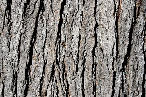 Tree Bark Texture Drawing