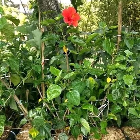 Jual Tanaman Hias Bunga Kembang Sepatu Merah Pohon Kembang Sepatu Di
