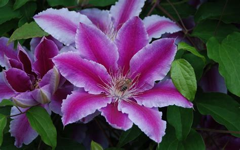 David wilson explains how this beautiful, easy to grow flowering vine. Клематис Варен в наличии низкая цена - саженцы, описание ...