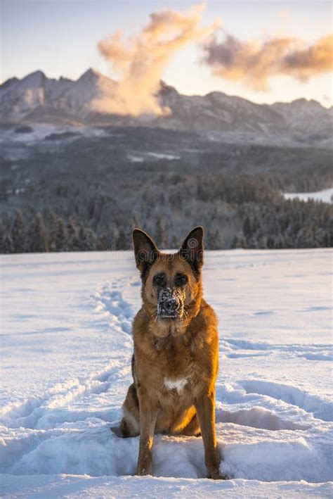 Active German Shepherd Dog Sitting In Deep Snow In Mountains Stock