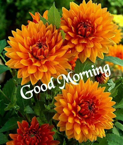 Morning Images Image By Ganesh Pandit Good Morning Flowers Morning