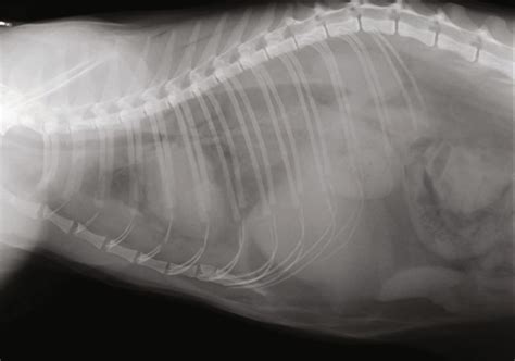 Traumatic Diaphragmatic Hernia In The Cat Vet Focus
