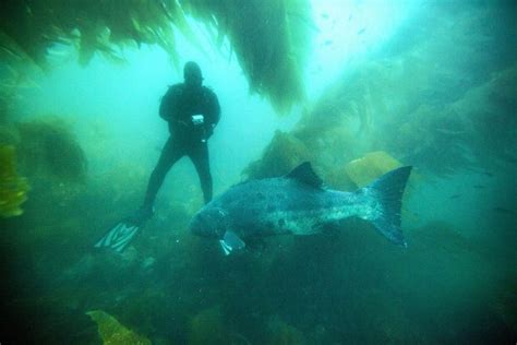 Giant Sea Bass Are Mysterious To Scientists Understanding Them Could Help The Species Survive