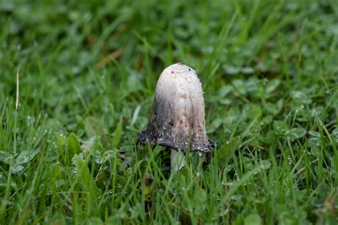 Shaggy Mane Mushrooms What They Are And Where To Find Them Mushroom Site