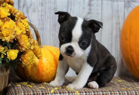 Aca Registered Boston Terrier For Sale Warsaw Oh Female Gracie Ac