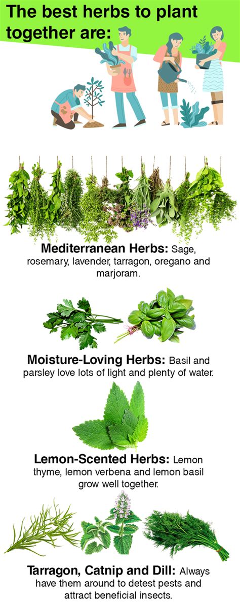 What Are The Best Herbs To Plant Together Harpers Nurseries