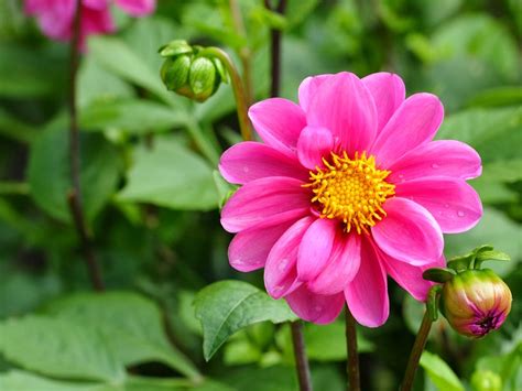 You can download free flower png images with transparent backgrounds from the largest collection on pngtree. Pink Flowers Dahlia flower plants plantation outdoor green ...