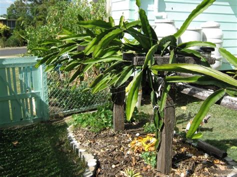 Literally 100s of varieties are available for sale online from specialist growers. Daleys Fruit Tree Blog: Dragon Fruit