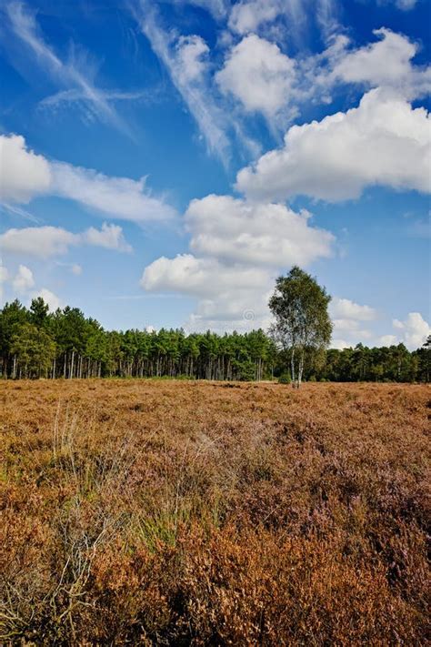 Heather Moorland In Kempen Forests North Brabant The Netherlands