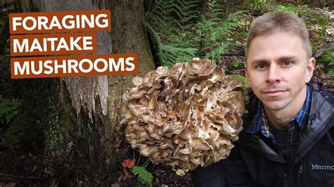 Foraging Maitake Mushrooms Youtube