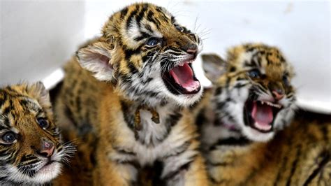 Six South China Tiger Cubs Growing Well In Central China Zoo Cgtn