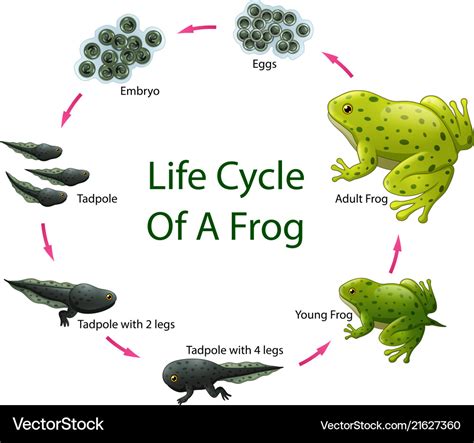 Life Cycle Of A Frog Anchor Chart Draw Lab