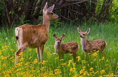 Michael Underwood Photography Wildlife Doe And Twin Fawns