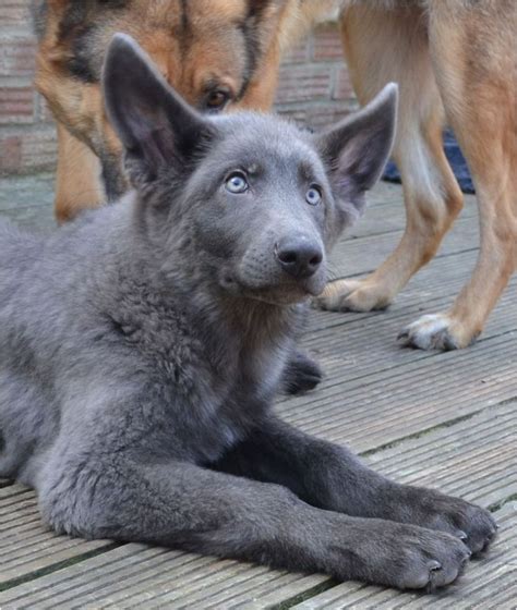 2:34 david harris 134 842. Powder Blue German Shepherd Puppies for Sale | AdinaPorter