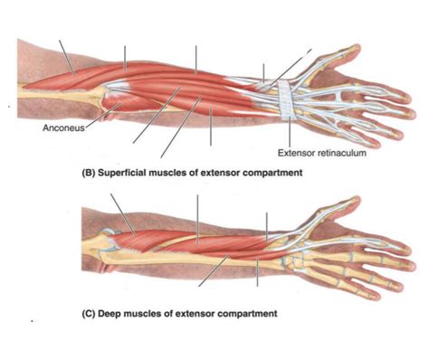 Muscles In The Posterior Compartment Of The Forearm D