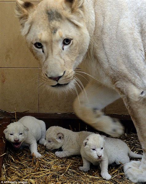 Through Golden Eyes Newborn White Lion Triplets Take Their First Steps