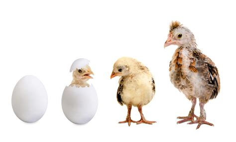 Chicken Growth Stages How Chickens Grow Throughout Their Lives