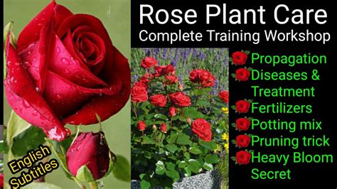 Top Rose Growing Secrets Rose Care Training Tips For Heavy Flowering Diseases