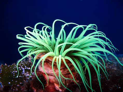 Sea Anemones Could Be The Key To Restoring Hearing Loss