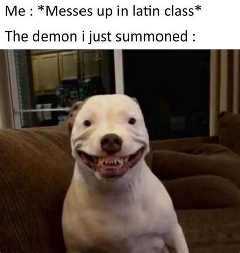 The 15 Funniest Pitbull Memes Of The Week Page 2 Of 3 Petpress