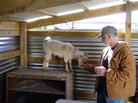 Check spelling or type a new query. 128 best Pygmy Goats images on Pinterest | Baby goats ...