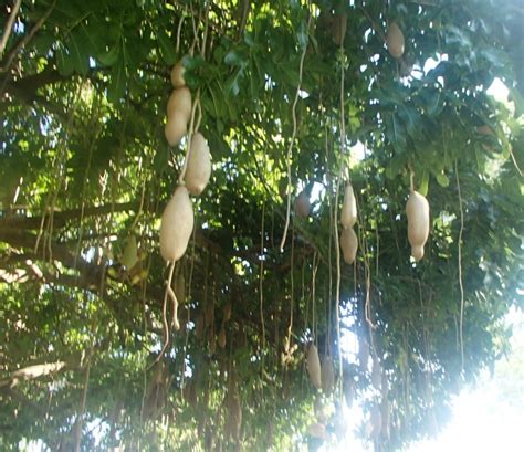 African Sausage Tree Seed Pods Kigelia Africana For Sale Australia