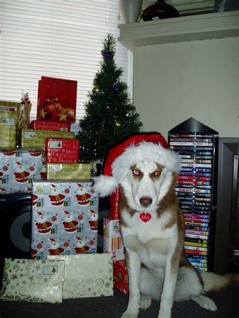 This is one Creepy looking dog!! Looks like the grinch dog The Grinch