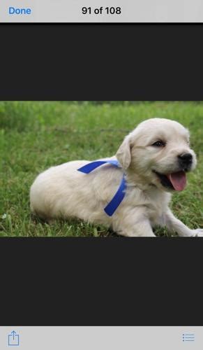 The goals and purposes of this breed standard include: English Golden Retrievers Puppy for Sale - Adoption, Rescue for Sale in Green Bay, Wisconsin ...