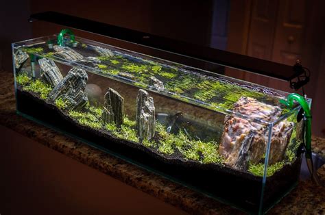 Natural ambient light can influence what your fish tank's light schedule should look like. Shrimp & Petrified Wood - 12G Long | Aquarium, Aquascape ...