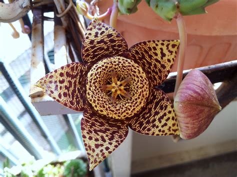 The parasitic bloom, sometimes referred to as corpse flower, mimics the stench of rotting meat to attract insects. Texana in Italia: Nature