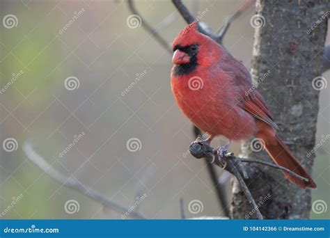 Adult Male Northern Cardinal Cardinalis Cardinalis Stock Photo Image