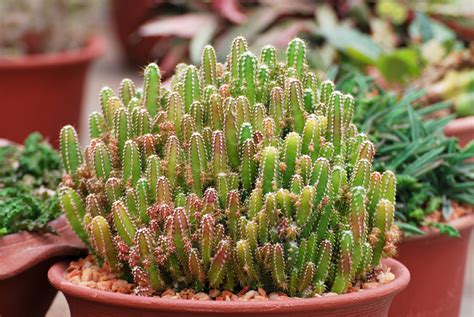 Growing Guide Tips For Growing Fairy Castle Cactus Garden Lovers Club