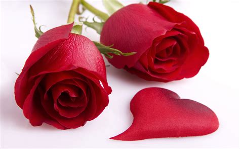 Red rose love rose wallpaper red rose love love wallpaper rose wallpaper red love red wallpaper flowers roses high definition picture flower bouquets romance printing application picture quality exquisite pictures practical picture background red roses macro romantic colorful petals tender and. Red Rose Wallpaper | Wallpup.com
