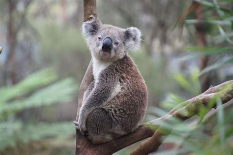 Brown White Koala Tree Australia Koala Bear Lazy Rest Animal