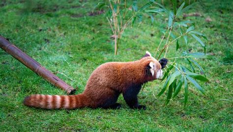 157 Red Panda Eating Bamboo Tree Leaves Stock Photos Free And Royalty