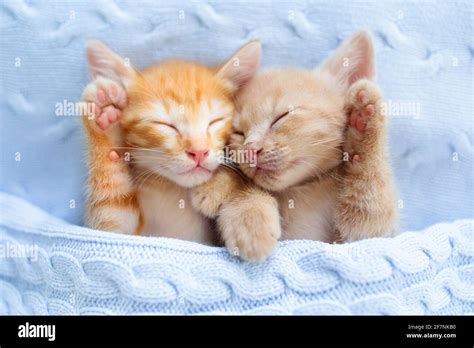 Baby Cat Sleeping Ginger Kitten On Couch Under Knitted Blanket Two