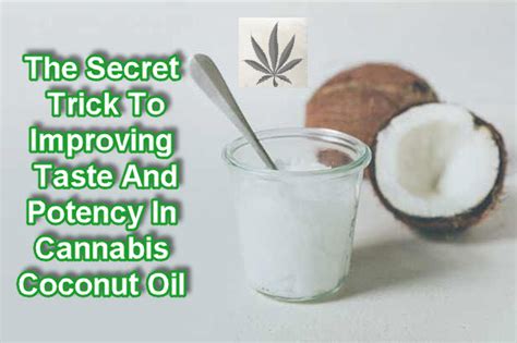 Cannabis Coconut Oil Recipe Cannabis And Coconut Oil Uses Benefits And A Recipe To Make