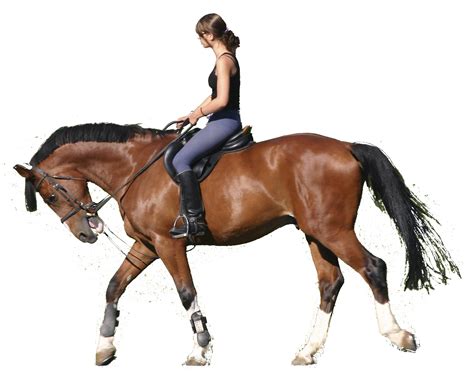 Collection Of Png Horse Riding Pluspng
