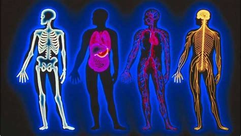 மனித உடலின் வியத்தகு விஷயங்கள் Wondrous Things Of The Human Body