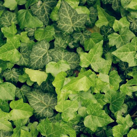 Maybe you would like to learn more about one of these? English Ivy Care Guide | Fiddle & Thorn in 2020 | English ...