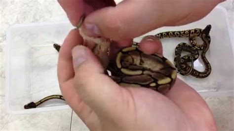 Sexing Ball Python Hatchlings Popping Youtube