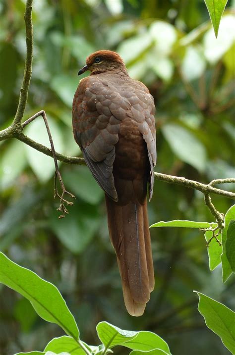 Brown Cuckoo Dove Macropygia Amboinensis Mt Beerburrum Qld