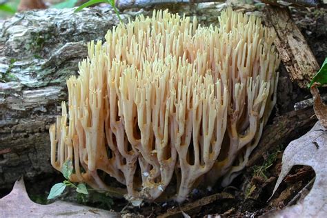 Upright Coral Fungus Mushrooms Of Kenya · Inaturalist