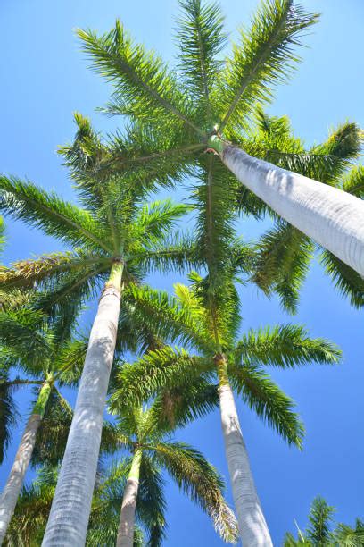 1100 Royal Palm Tree Photos Stock Photos Pictures And Royalty Free