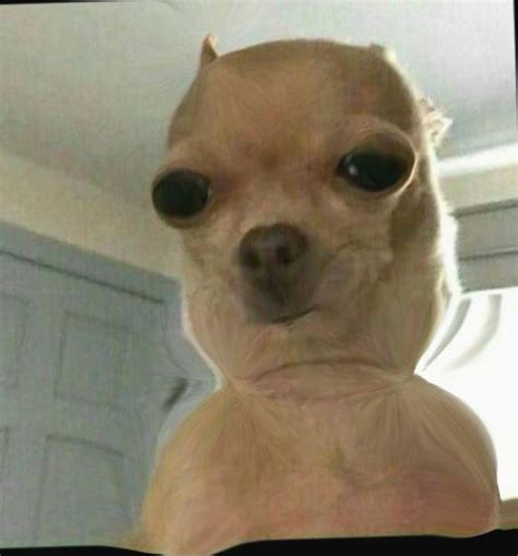 Reaction Dog Face Meme Funny Dog Faces Dog Memes Clean Cute Dog Memes