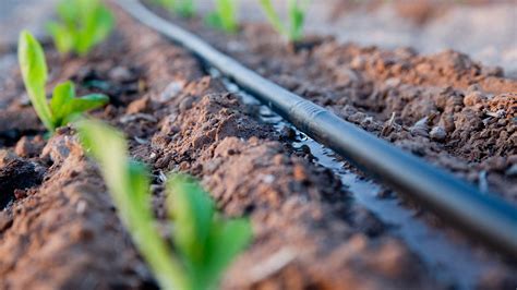 Drip Irrigation: The Pros and Cons | FMS