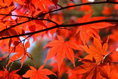 Japanese Maple Tree Topics