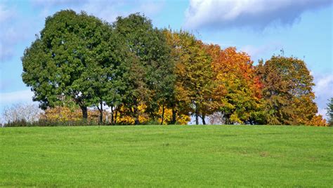 Free Images Landscape Tree Nature Grass Group Field Lawn