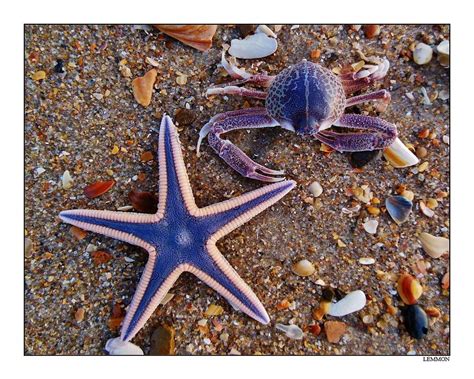 Purple Starfish And Crab Photograph By Mark Lemmon Fine Art America